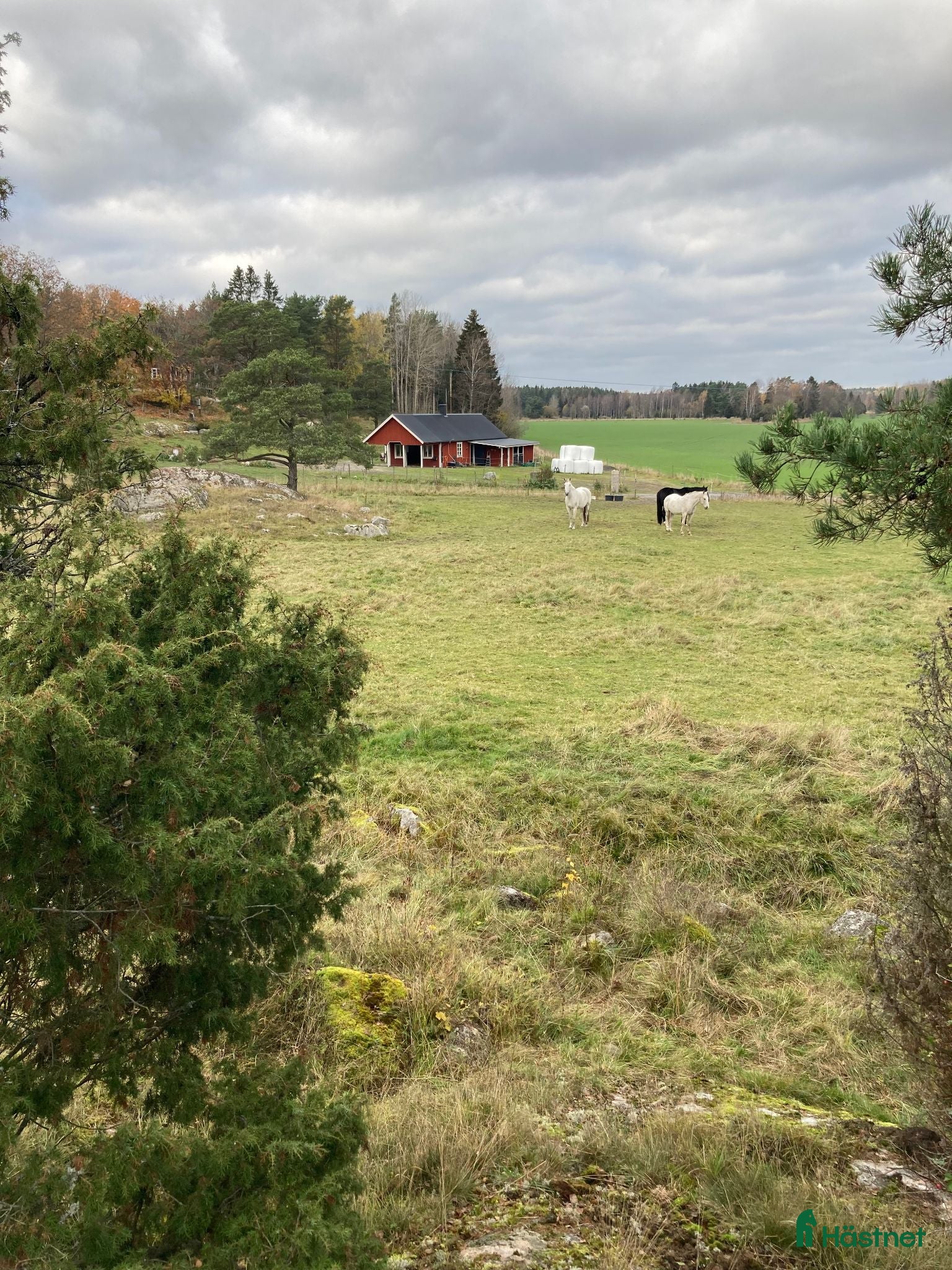 stallplats Plats i lösdriftsstall med stora hagar - Annons 2