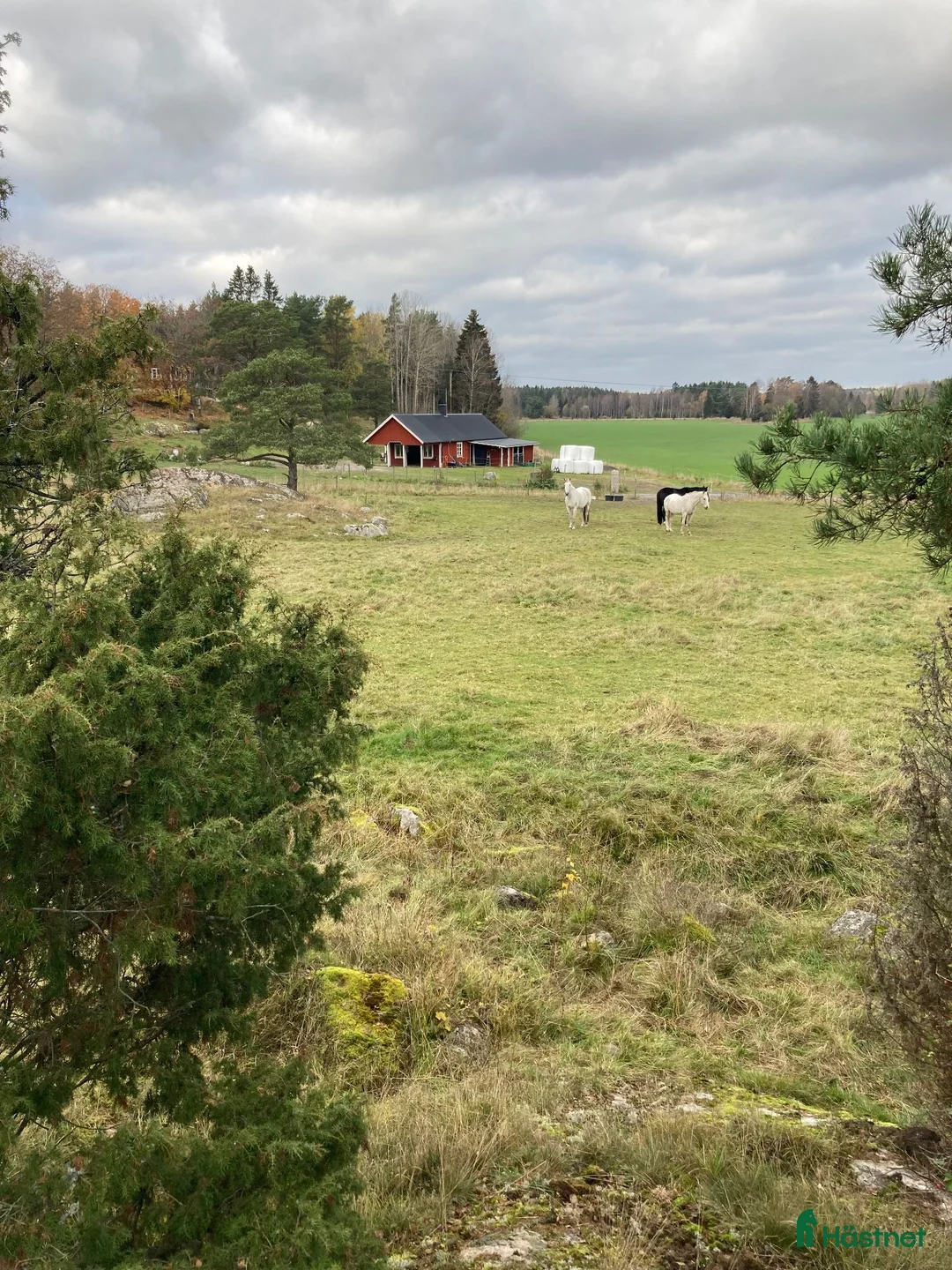  stallplats finnes: Plats i lösdriftsstall med stora hagar - Annons 2