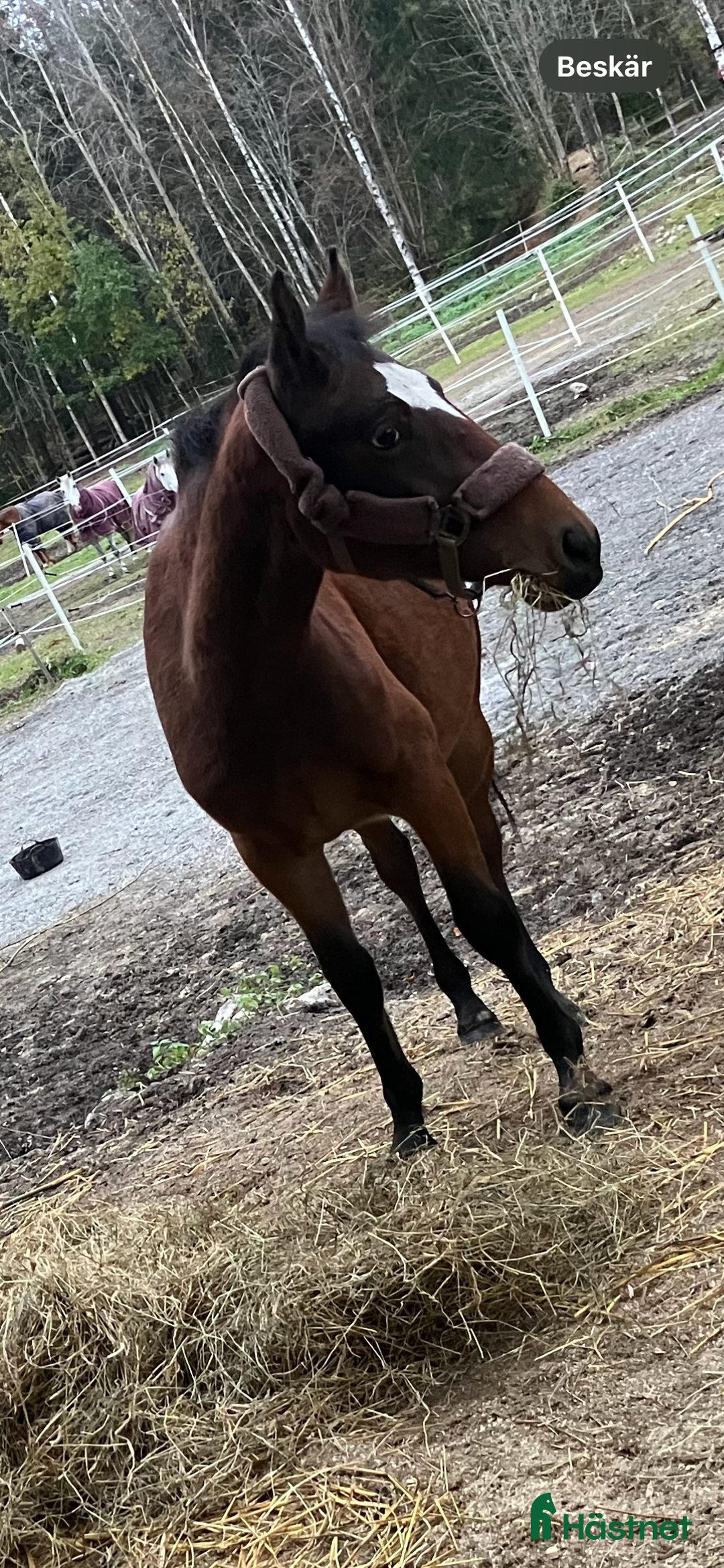 Hoppning hästar till salu: Super fin och trevlig hingst i Gävle - Annons 2
