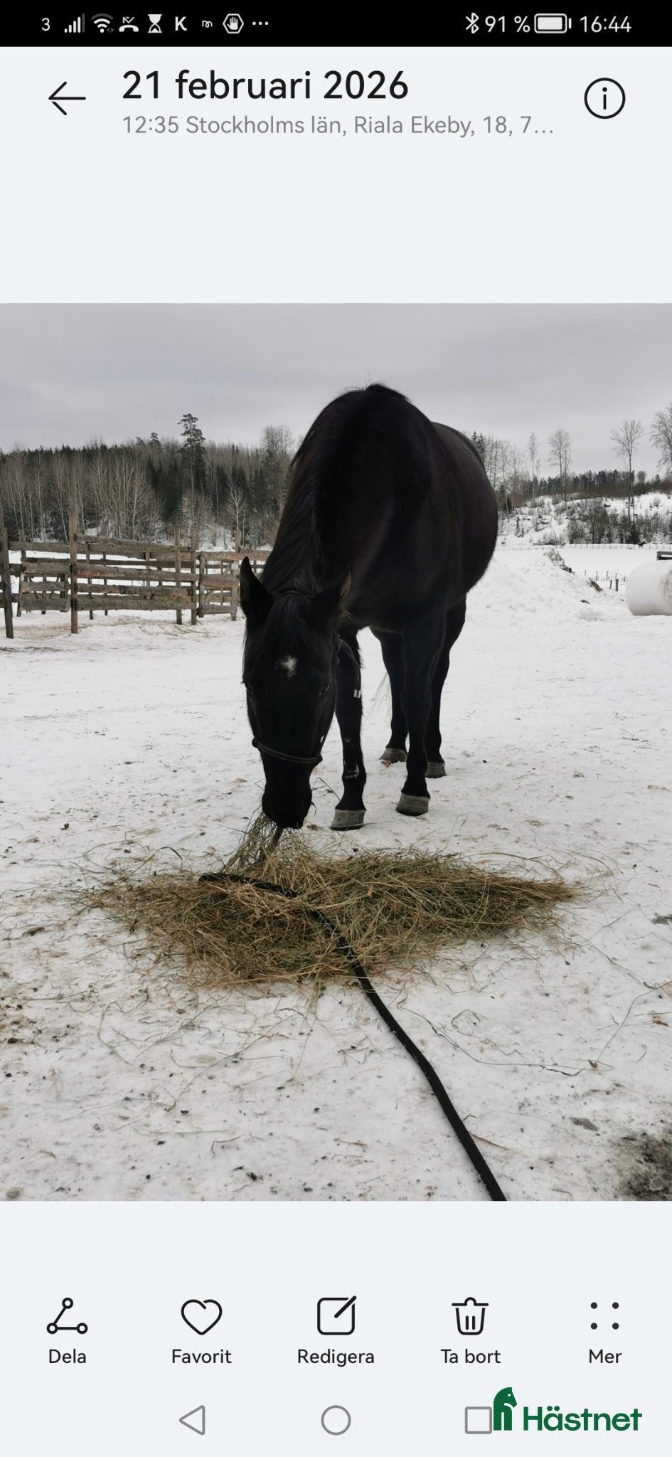  hästar Svart Quarter sto 9 år - Annons 2