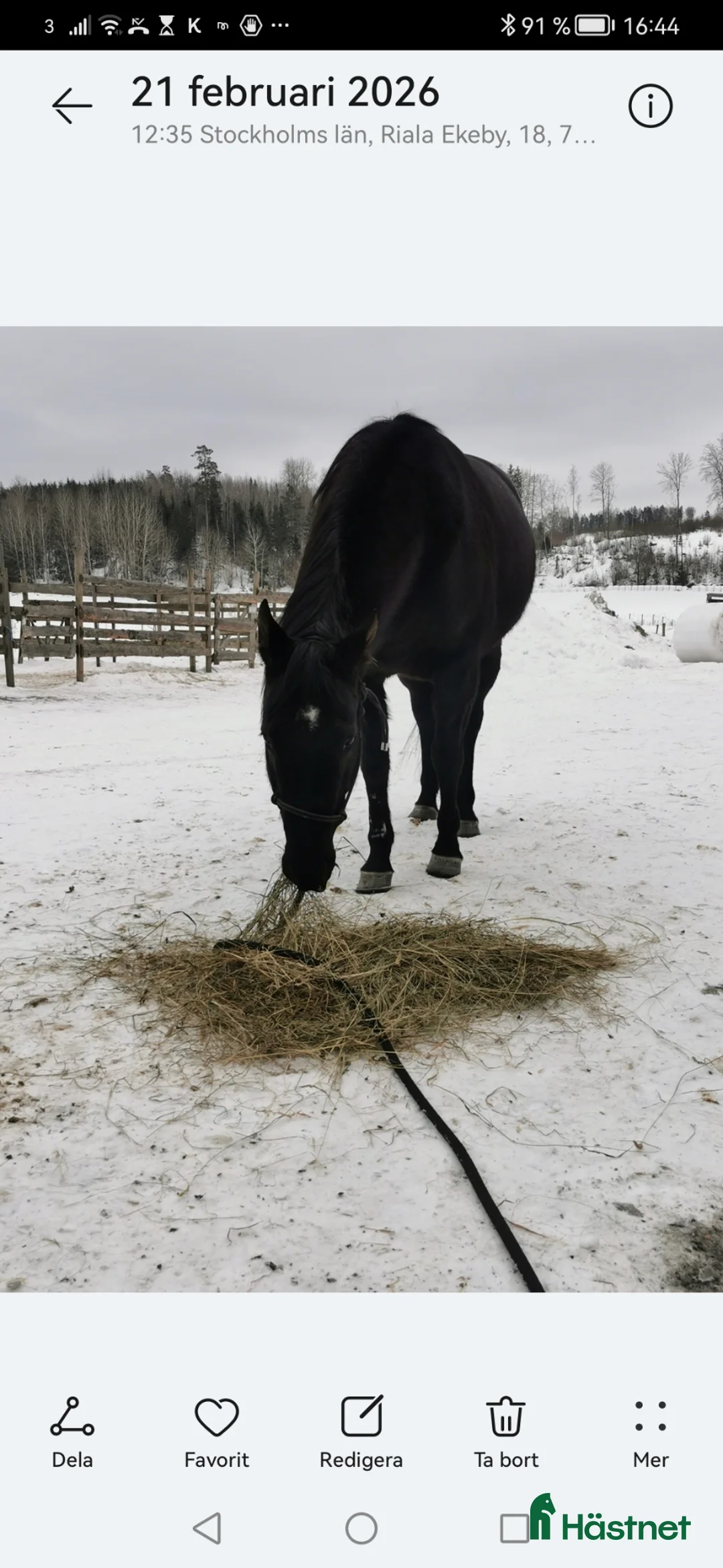 Western hästar till salu: Svart Quarter sto 9 år i Bergshamra - Annons 1