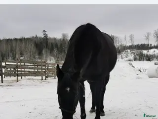 hästar Svart Quarter sto 9 år - Annons 2