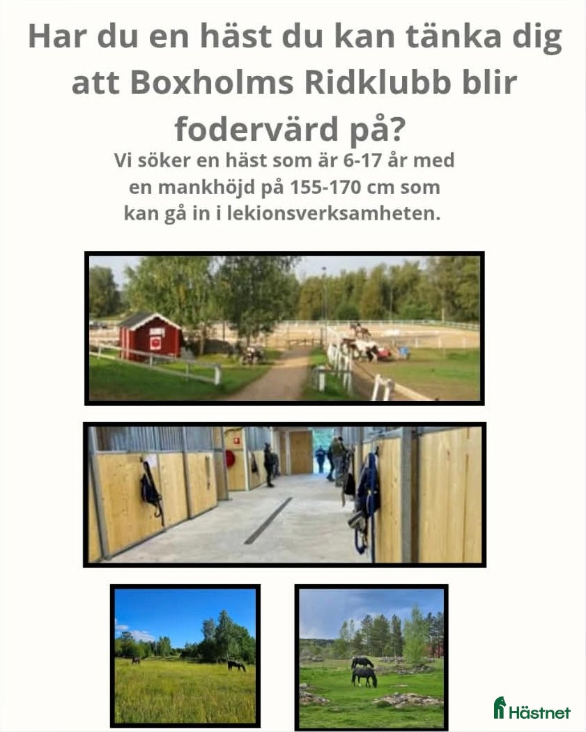  hästar Häst till verksamhet - Annons 5