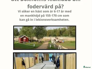 hästar Häst till verksamhet - Annons 5