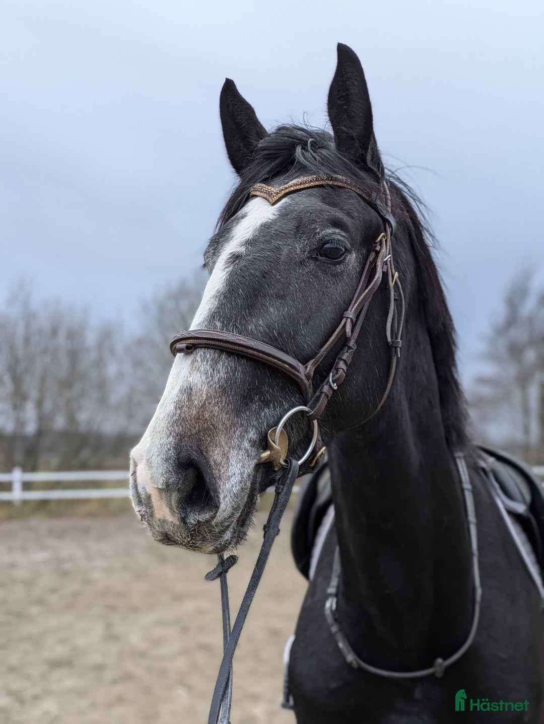Hoppning hästar till salu: Lyckhems Lupuz  i Fjärås - Annons 7