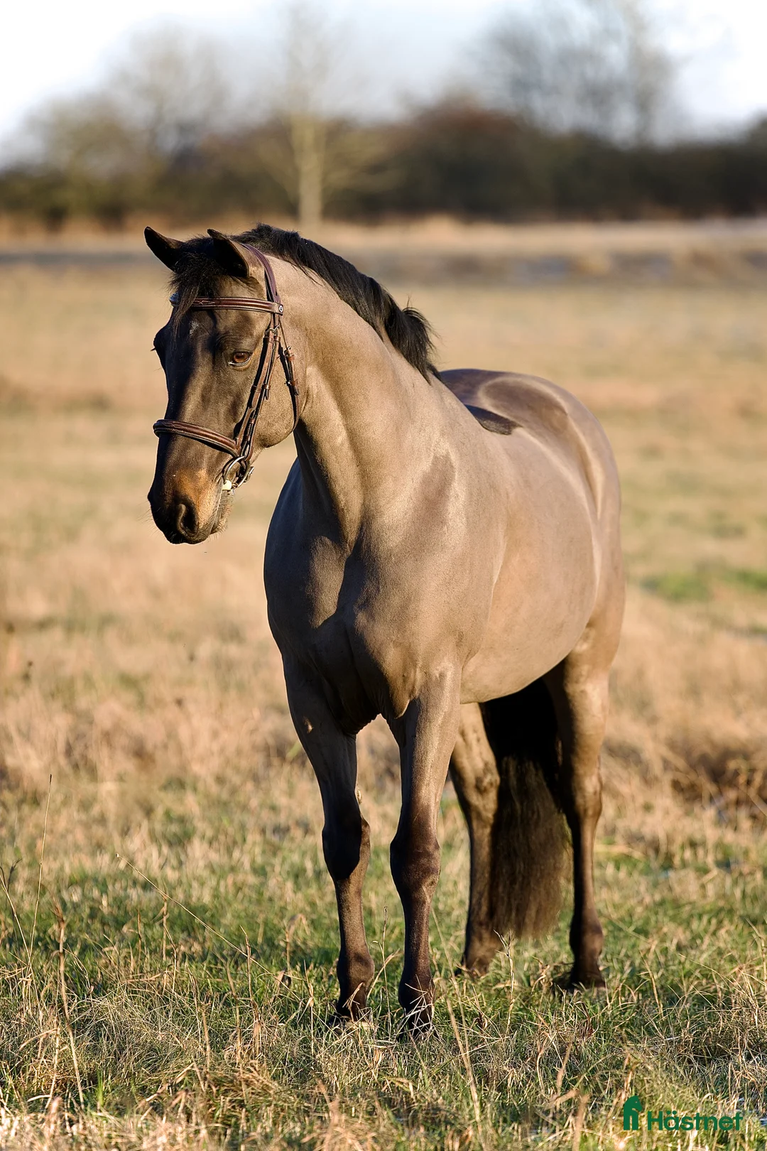 Allround hästar till salu: VACKER CONNEMARA 🩵 i Helsingborg - Annons 2