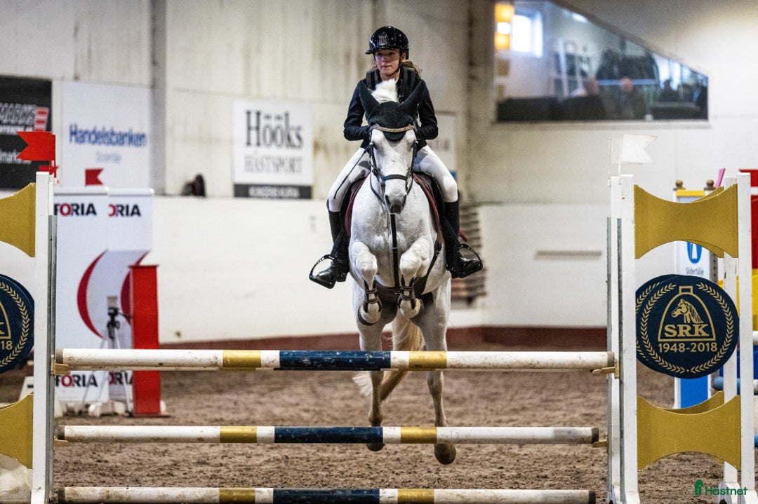 Fälttävlan hästar till salu: Erfaren Fälttävlans- & hopp ponny  i Vallentuna - Annons 4