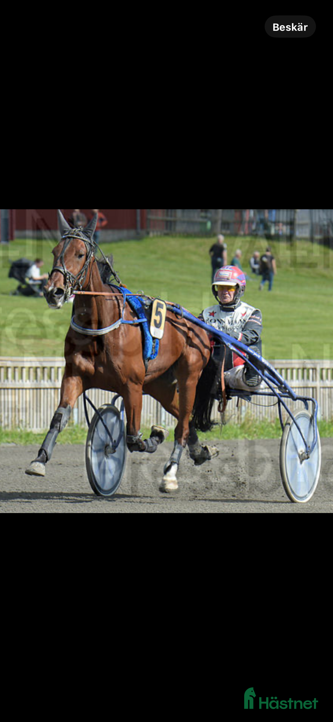 Trav hästar till salu: Starthäst  i Åmål - Annons 4