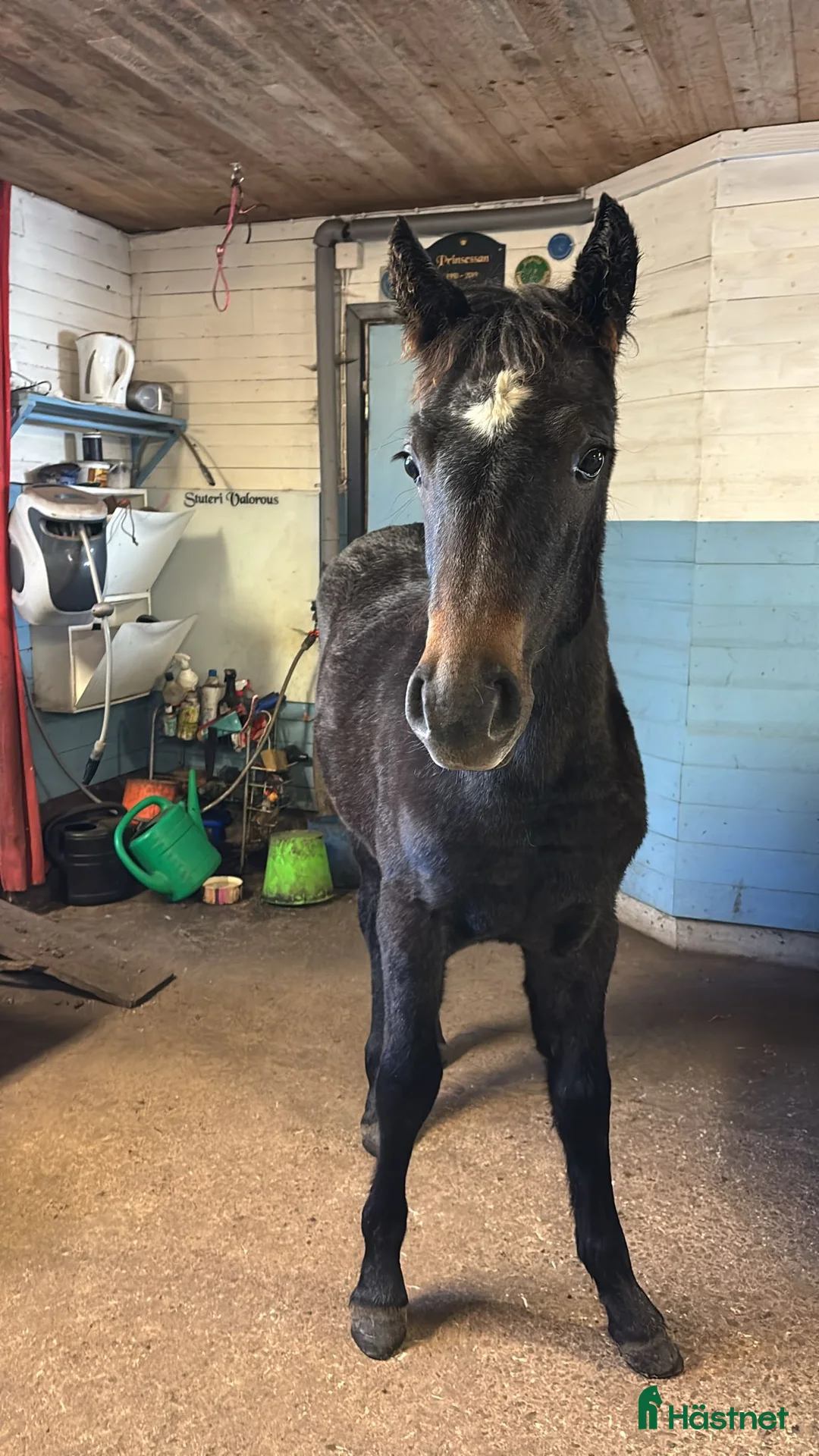 Allround hästar till salu: Connemarasto blivande överhöjdare  i Vederslöv - Annons 3