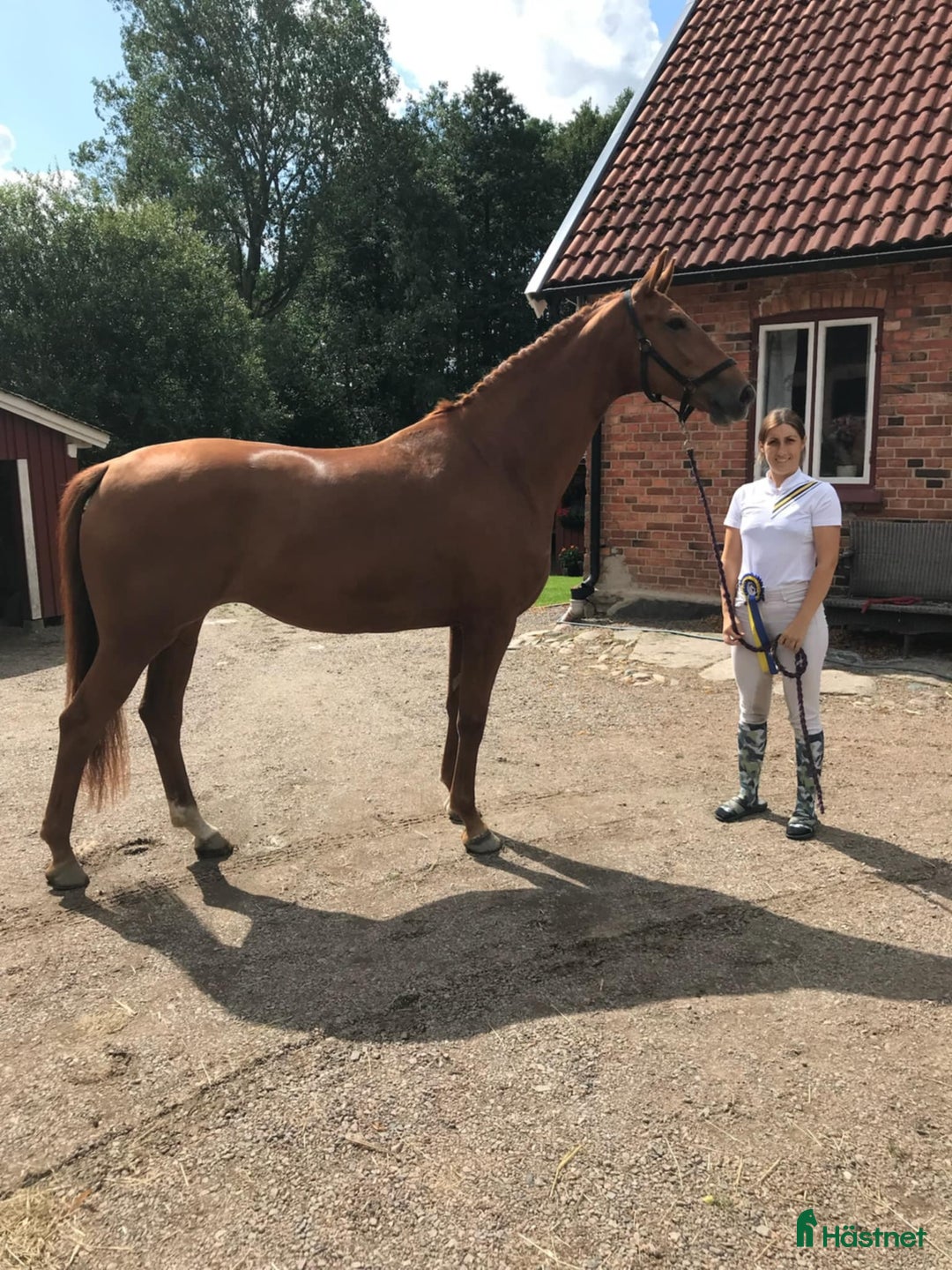 Dressyr hästar till salu: Fin dressyrhäst  i Billesholm - Annons 1