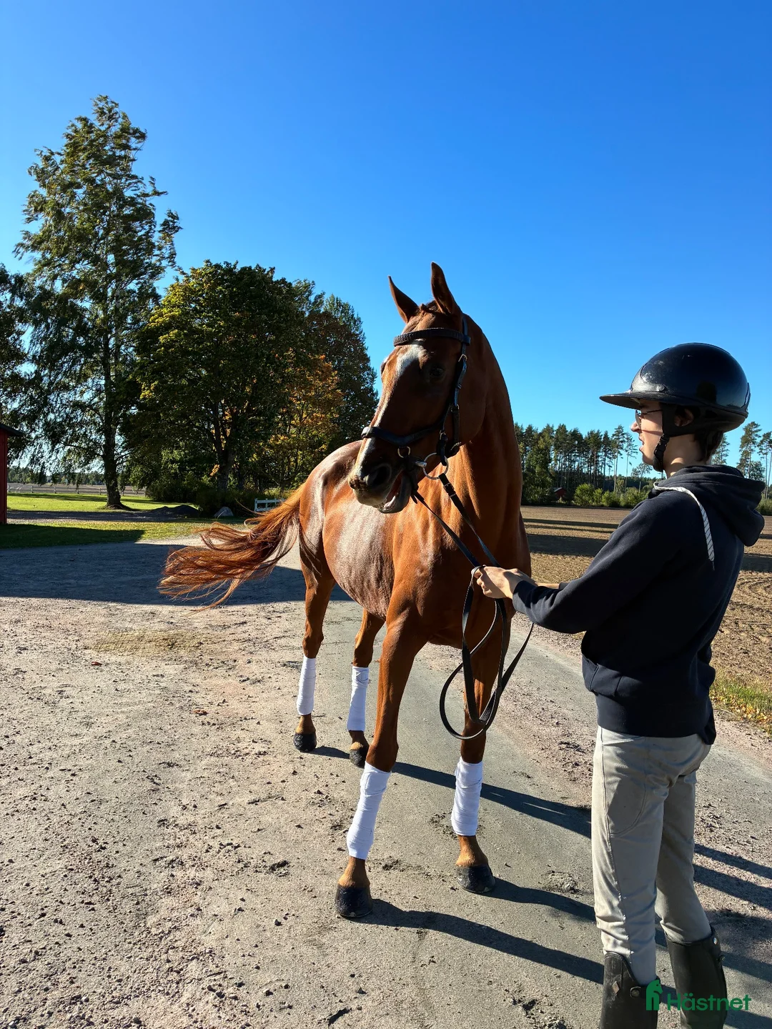 Allround hästar till salu: Rolig allround Valack  - Annons 3