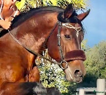  hästar Talangfull Zangersheide hingst - Annons 1