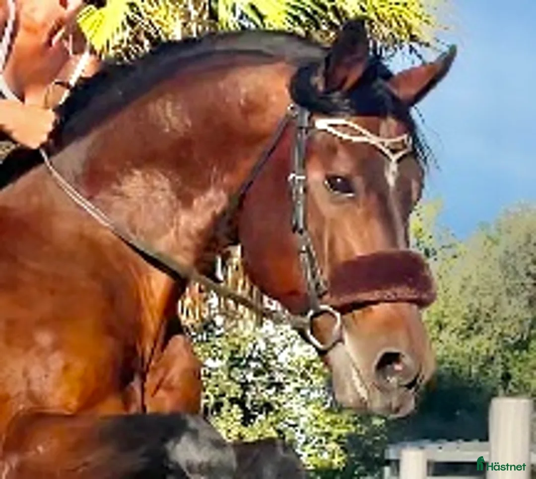 Allround hästar till salu: Talangfull Zangersheide hingst - Annons 1