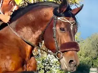 Allround hästar till salu: Talangfull Zangersheide hingst - Annons 2