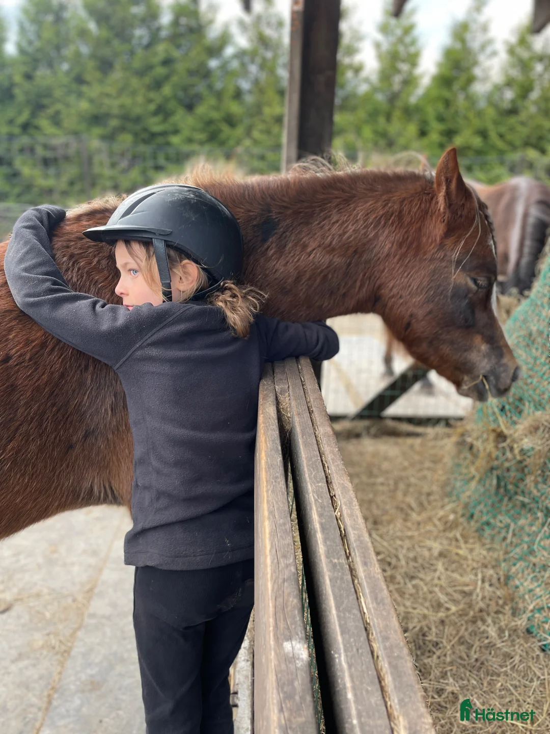 Allround hästar till salu: Fantastiskt Welsh mountain sto - Annons 9