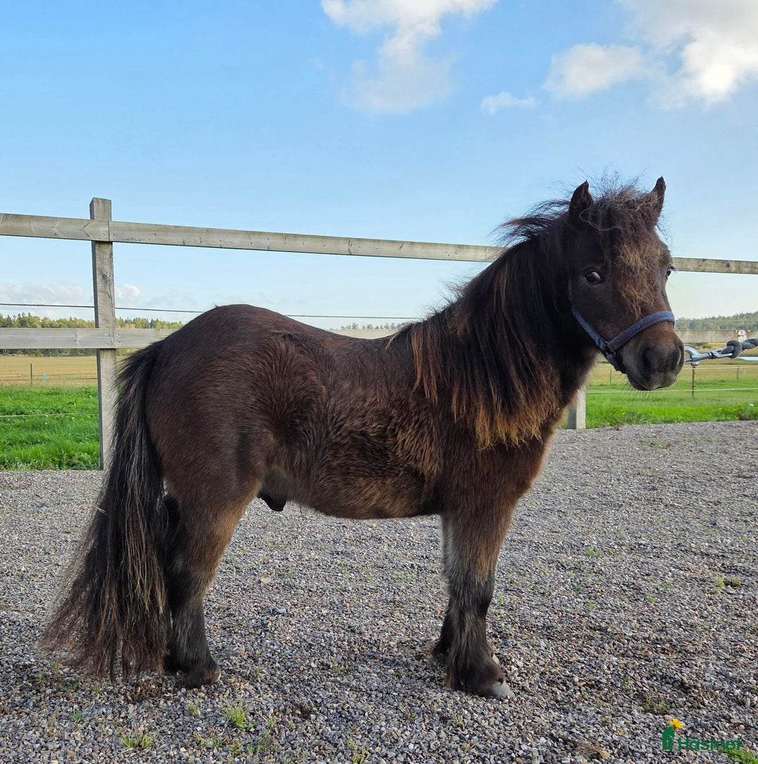 Allround hästar till salu: Minishettis Unghingst i Frändefors - Annons 4