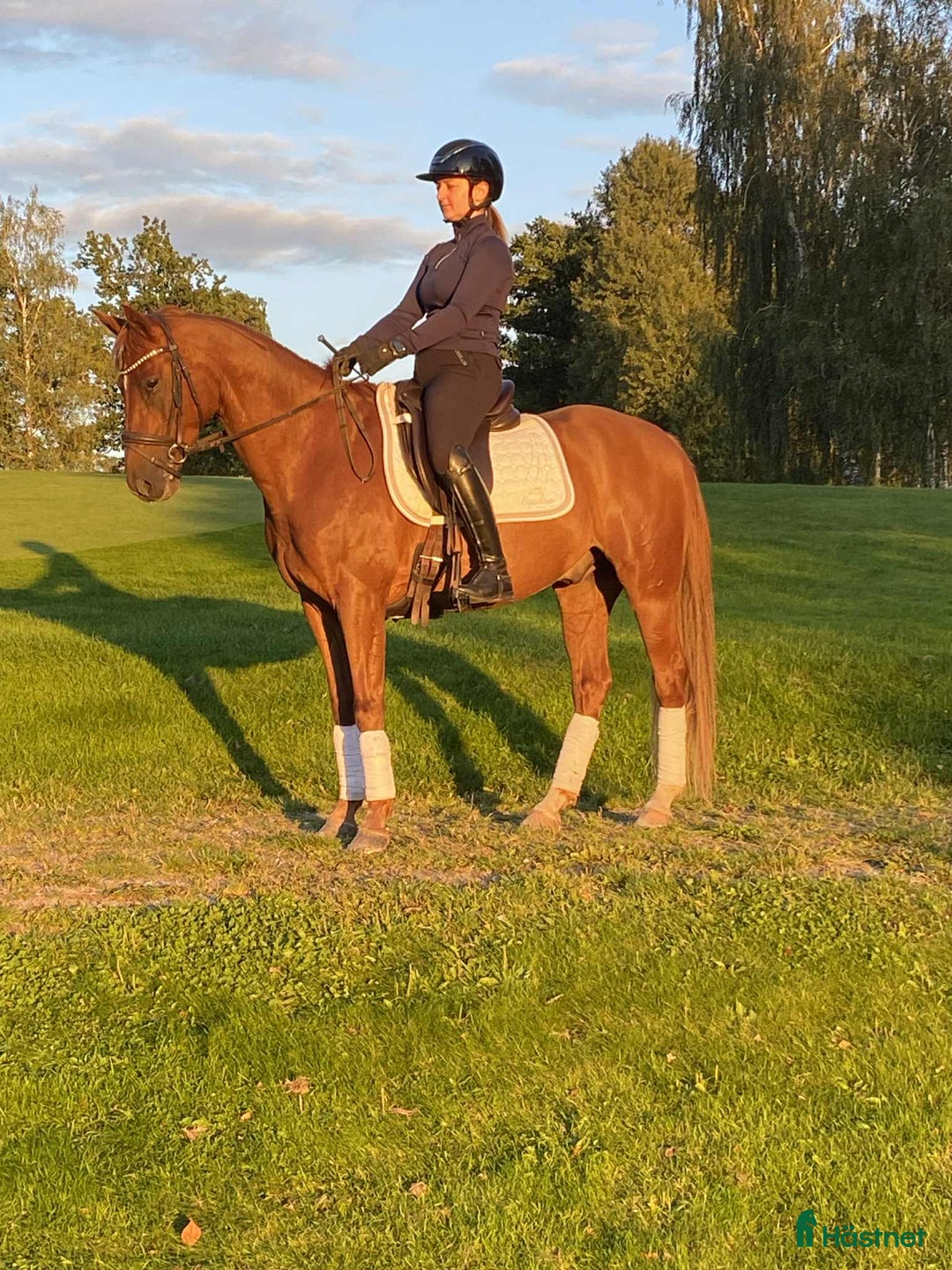 Allround hästar till salu: UTVECKLINGSBAR D-PONNY i Vintrosa - Annons 6