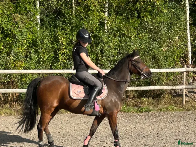 hästar till salu: 💕 Supergullig vänlig b ponny 💕 - Annons 1