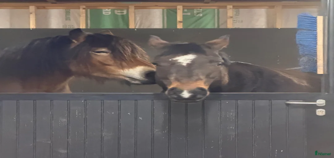 Galleribild {{count}}