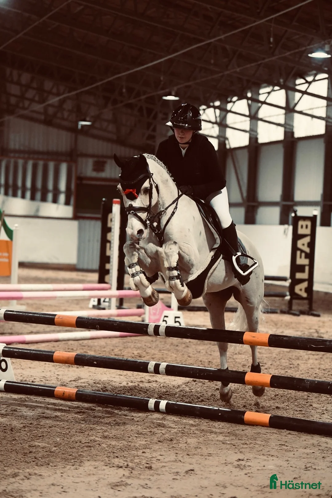 Allround hästar till salu: Fantastisk c-ponny söker sin bästa vän! - Annons 3