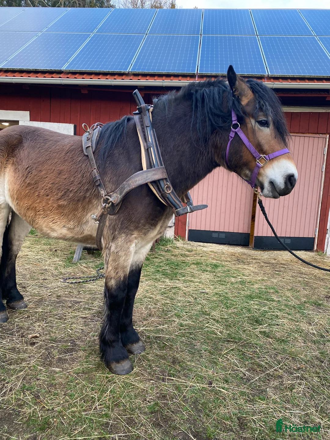 Körselar körning till salu: Arbetssele - Annons 3