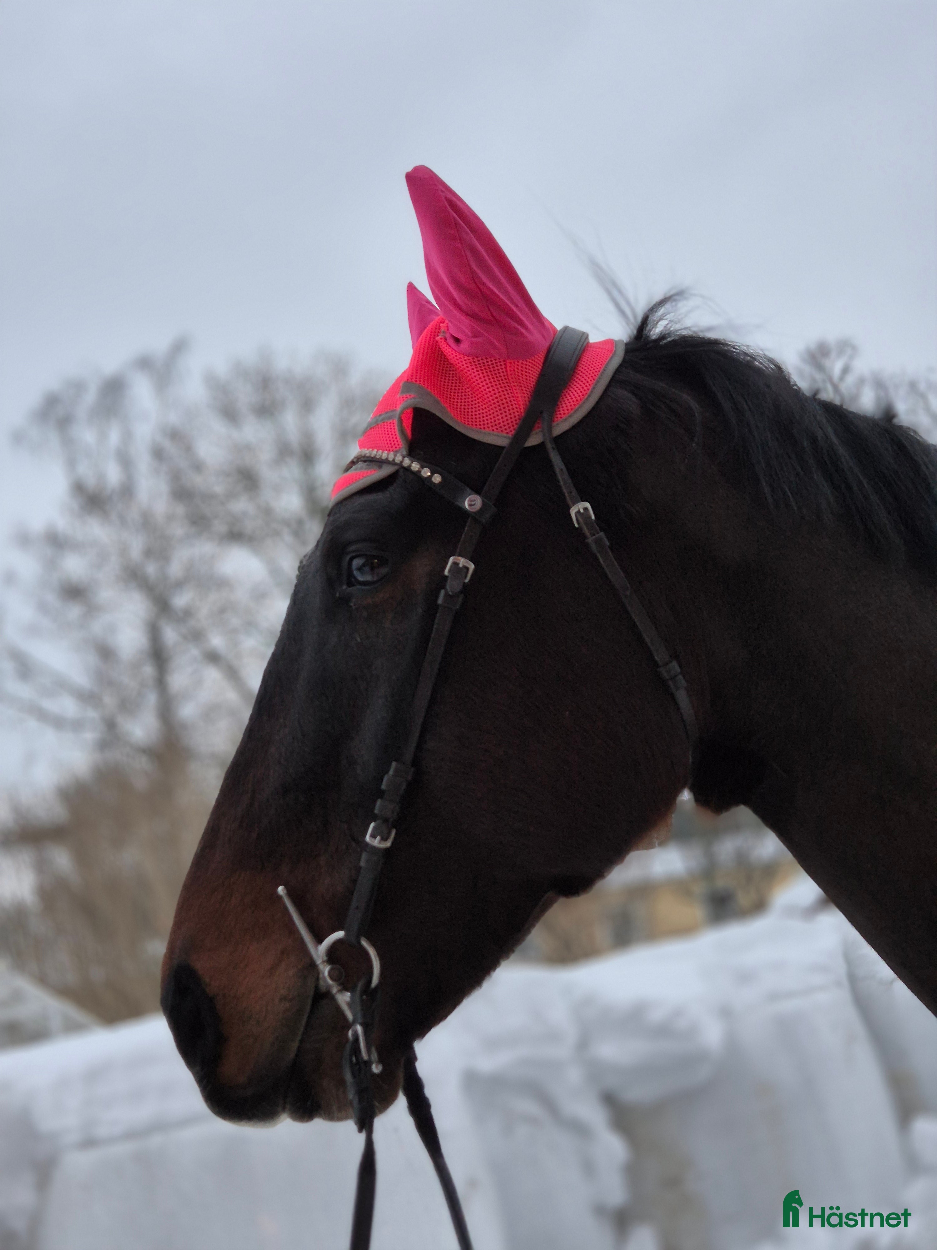  hästar Framtida fälttävlanshäst i Väddö - Annons 1