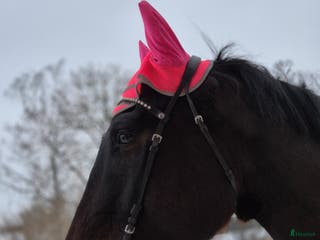 hästar Framtida fälttävlanshäst i Väddö - Annons 1