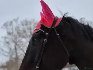 hästar Framtida fälttävlanshäst i Väddö - Annons 1