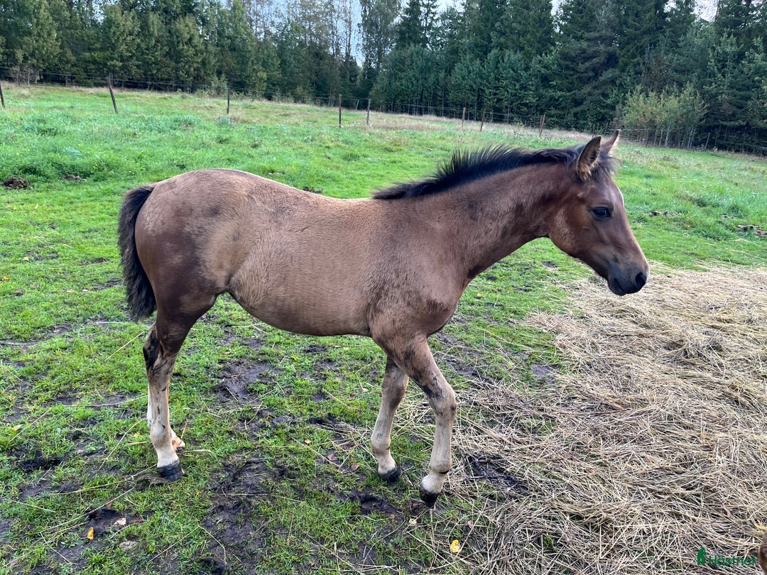 Allround hästar till salu: Lovande ungponnyer  i Lagan - Annons 2