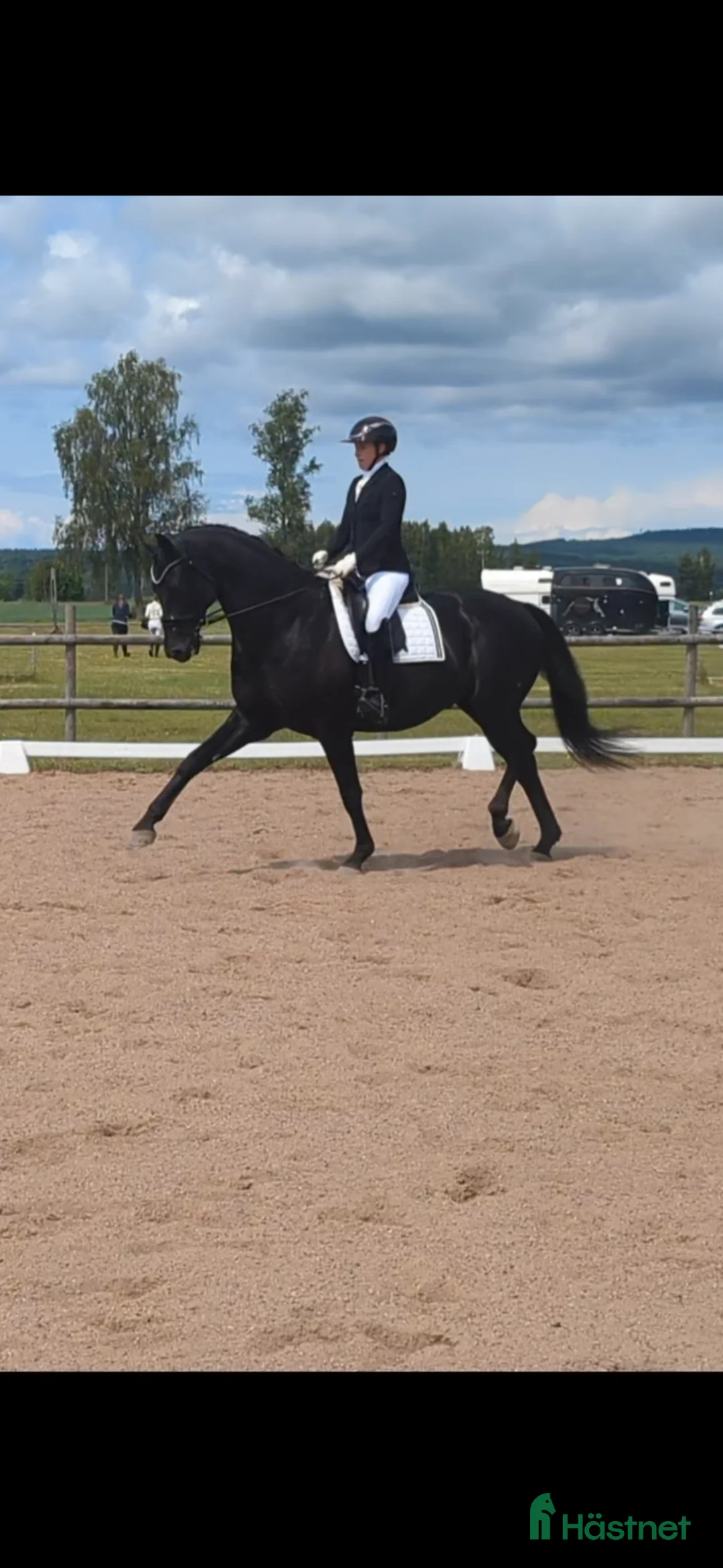 Dressyr hästar till salu: Perfekt junior/YR häst! - Annons 2