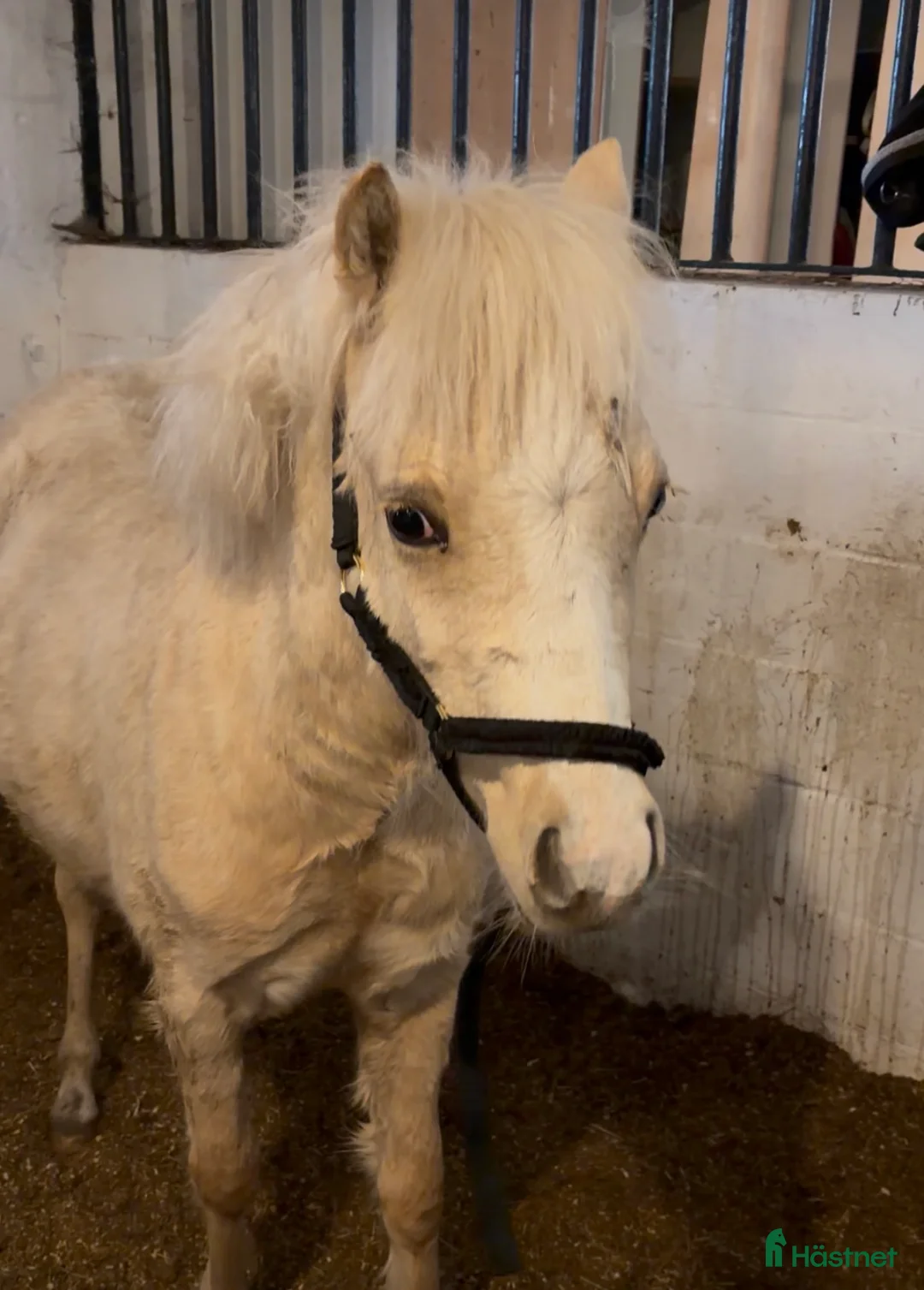 Allround hästar till salu: Isabellfärgat 1-årigt sto i Vallberga - Annons 2