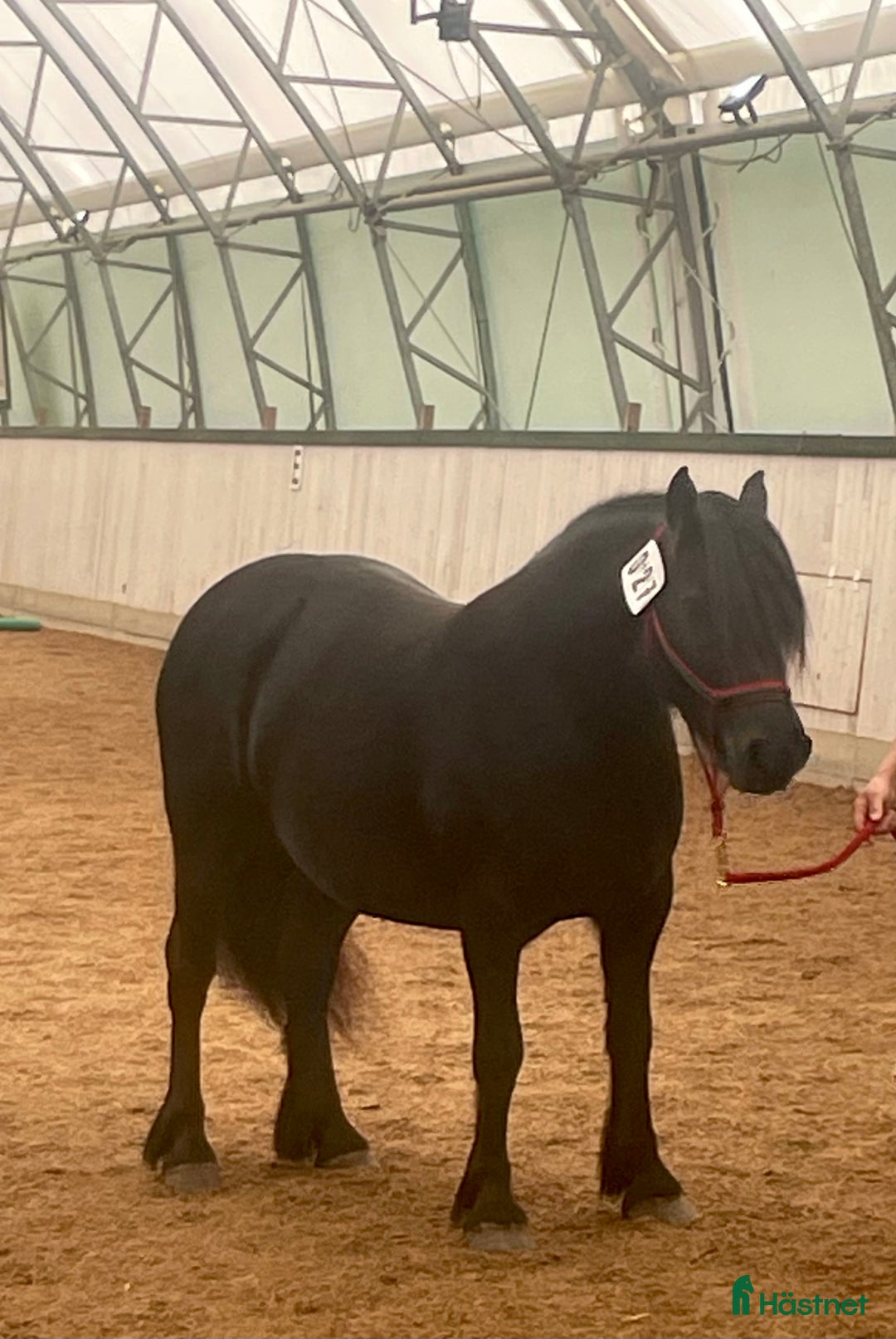 Allround hästar till salu: Fellponny i Ärla - Annons 3