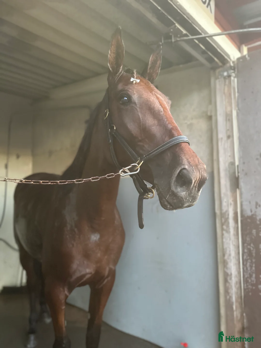 Allround hästar till salu: Snäll tjej till ridning - Annons 2