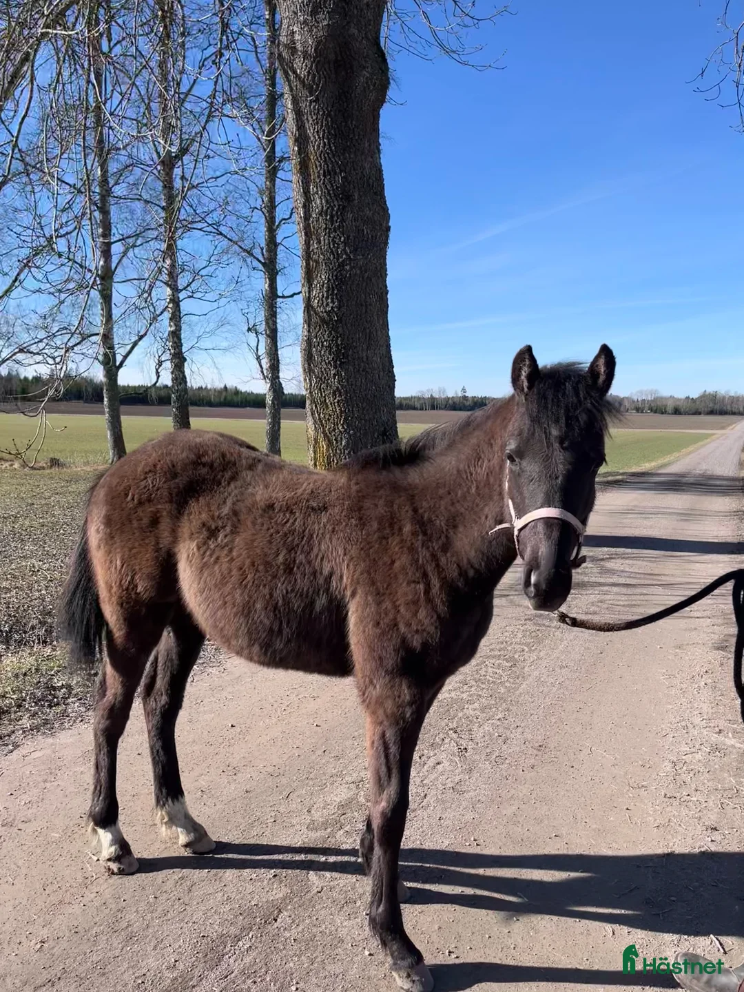 Allround hästar till salu: Socialt hingstföl med mycket karaktär - Annons 2