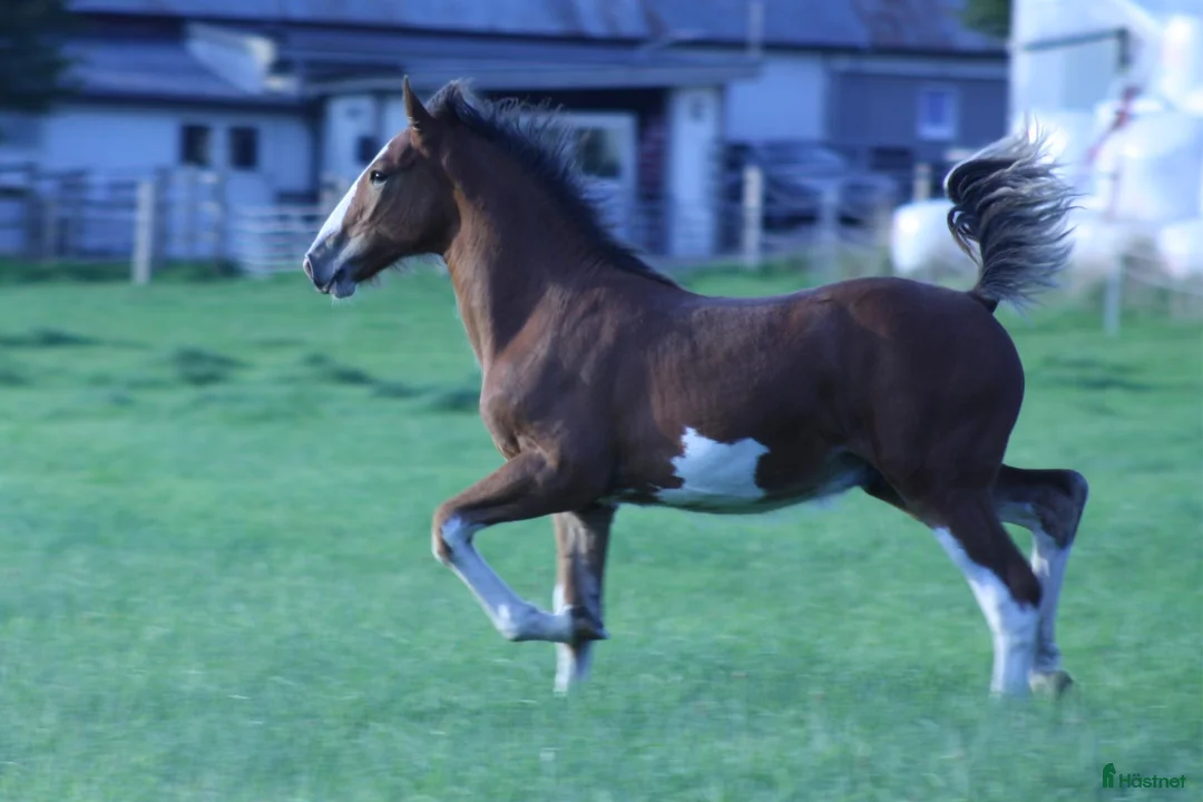 Allround hästar till salu: SWB × Clydesdale hingstföl e. New Diamond J - Annons 1