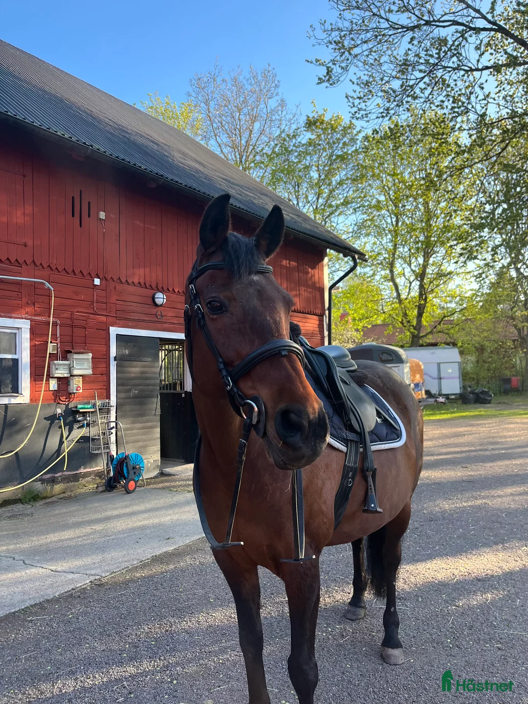 Allround hästar till salu: Äldre sto söker ett lugnt och tryggt hem  i Linköping - Annons 2