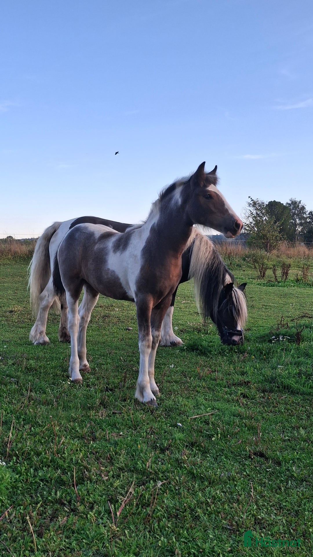 Allround hästar till salu: Tinker/Connemara i Falköping - Annons 3
