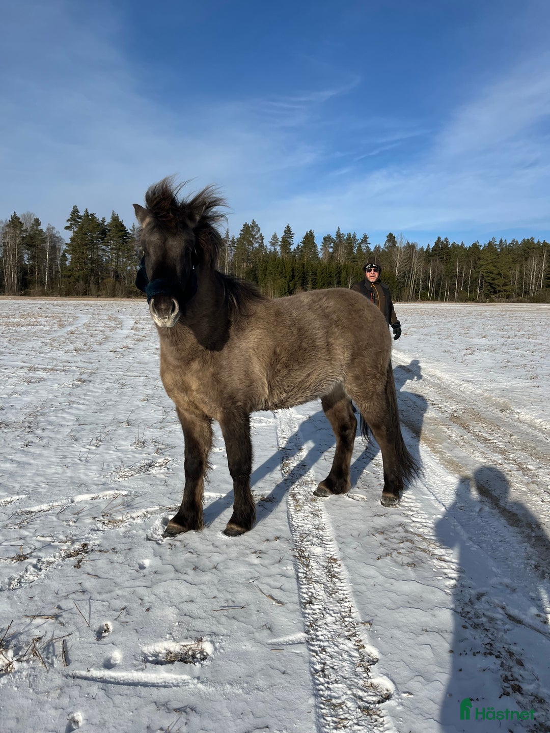 Island hästar till salu: Tre islandshästar (valack efter Ísar fra Keldudal) i Ärla - Annons 4