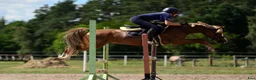 Hoppning hästar till salu: Top jumping pony! C-group - Annons 8