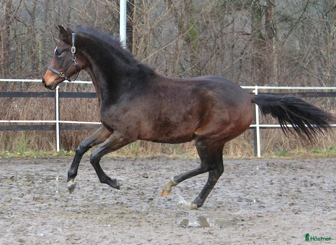 Dressyr hästar till salu: Dressyr ämne!  - Annons 3