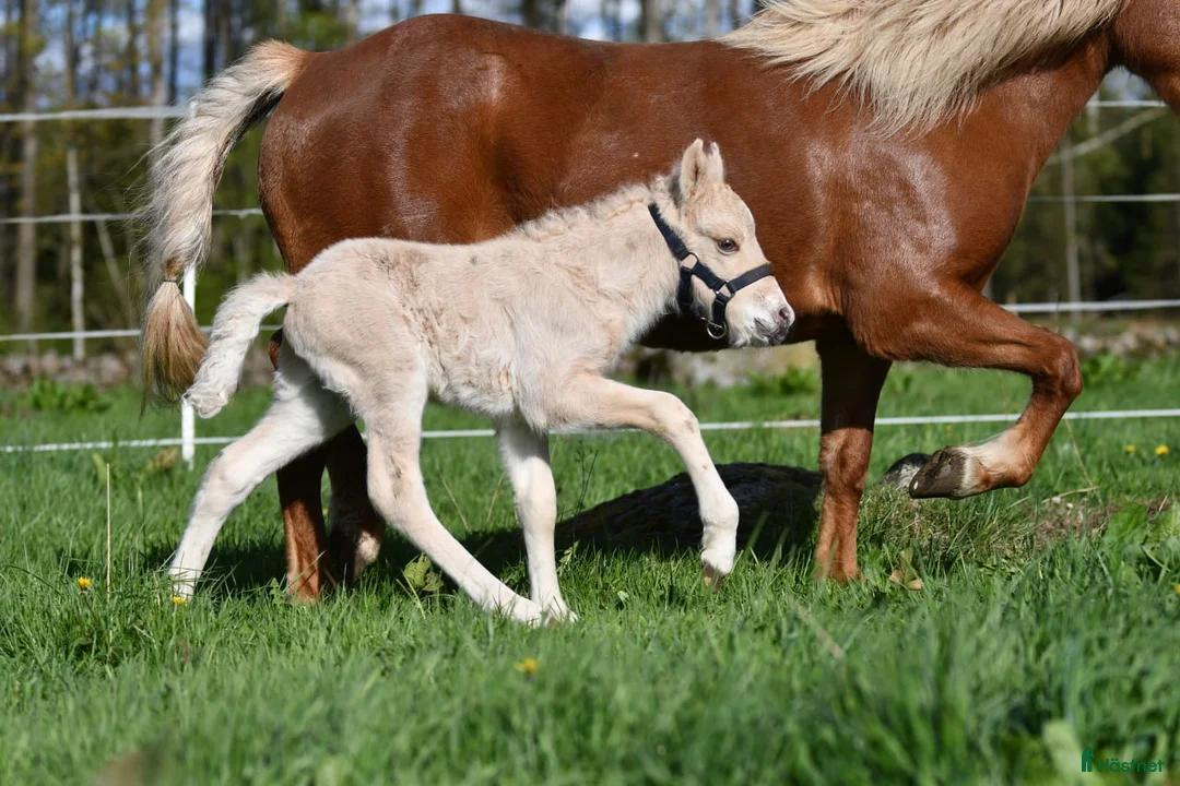 Island hästar till salu: Fantastisk unghingst med potential för sport &avel i Tranås - Annons 9