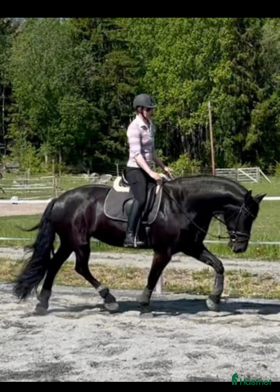 Dressyr hästar till salu: Lyxig hobbyhäst - Annons 1