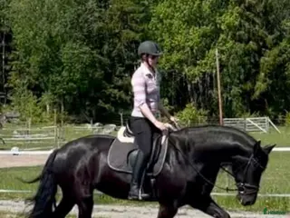 hästar Lyxig hobbyhäst - Annons 5