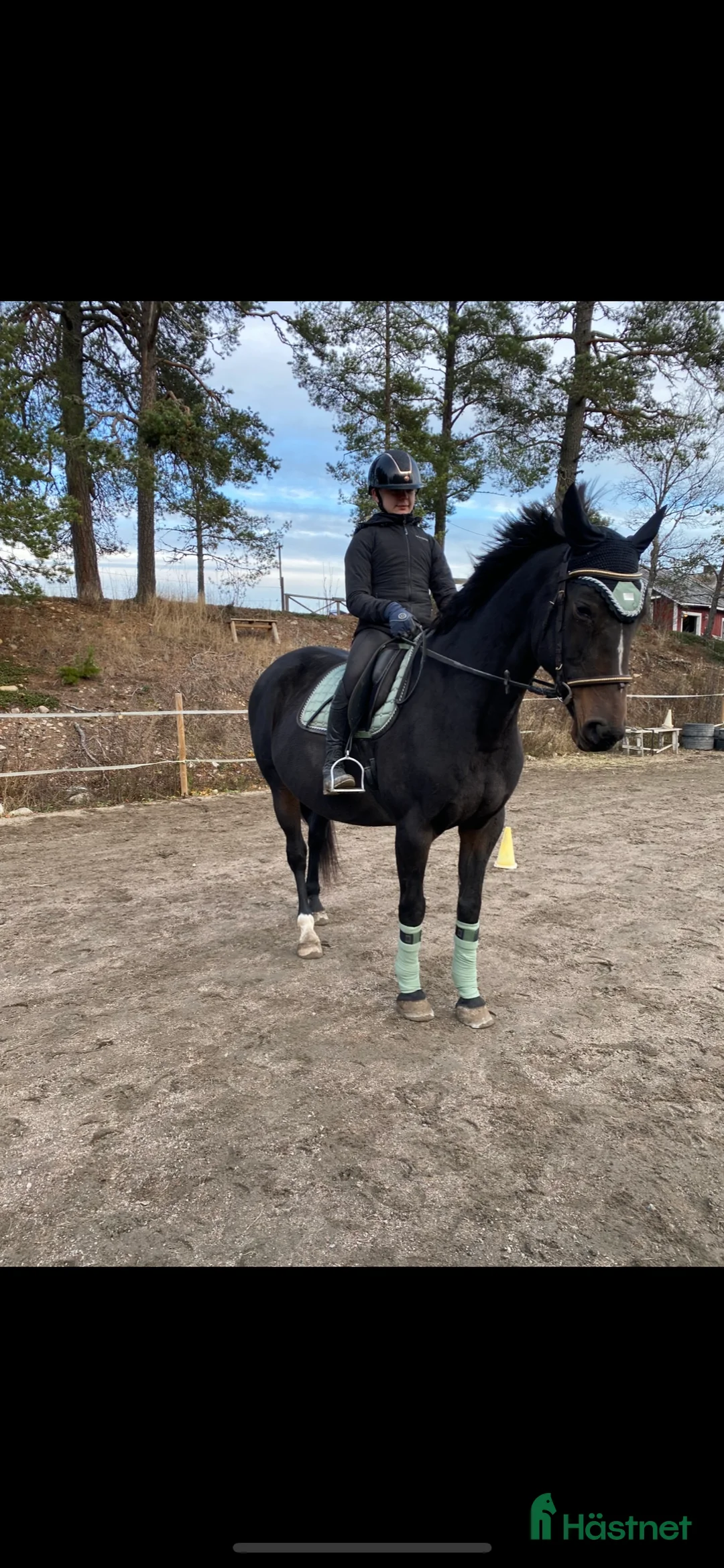 Avelshästar hästar till salu: Avelssto/hobbyhäst till salu - Annons 2