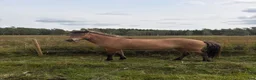 Island hästar till salu: 4årigt sto - Annons 5