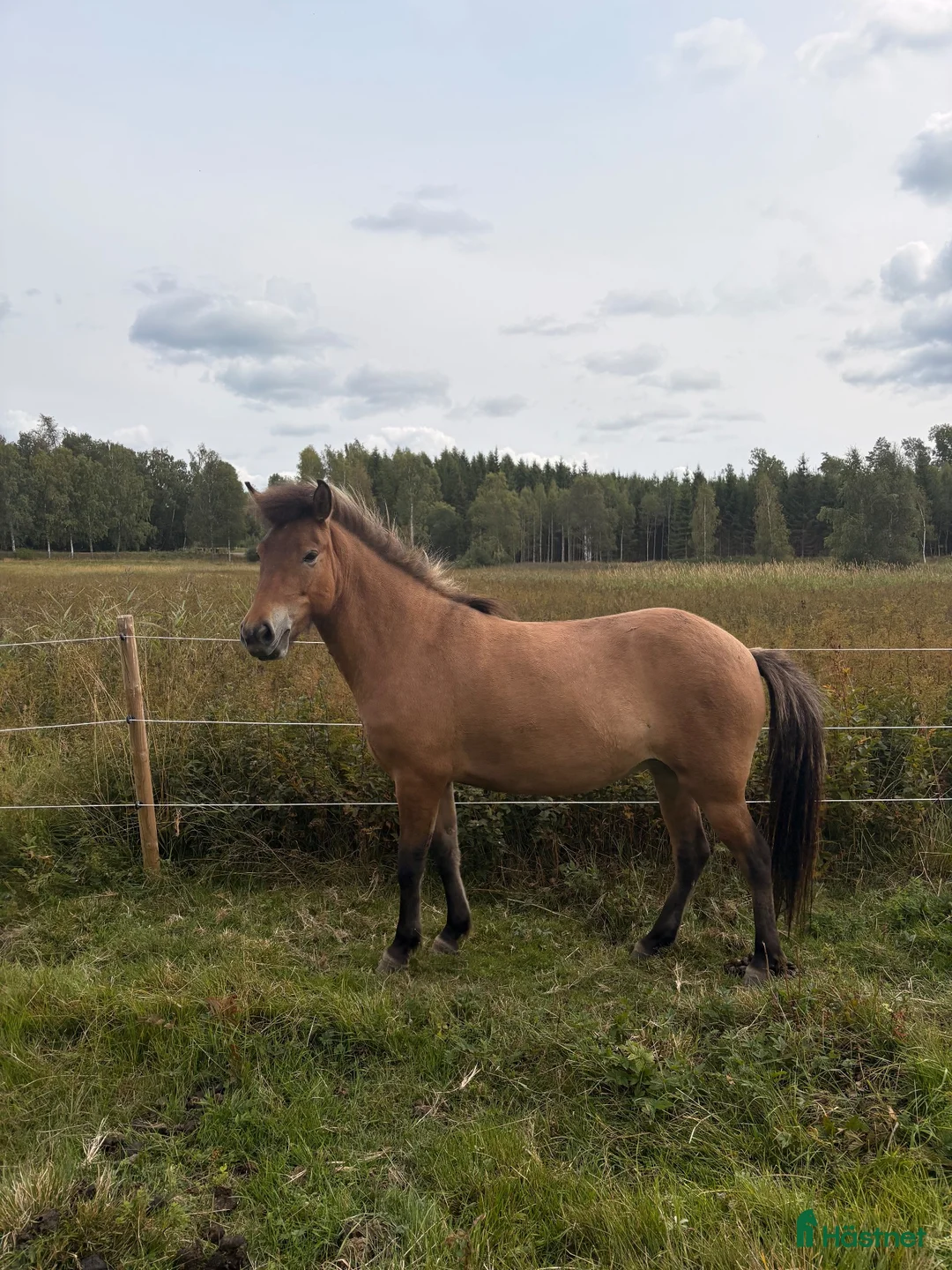 Island hästar till salu: 4årigt sto - Annons 5