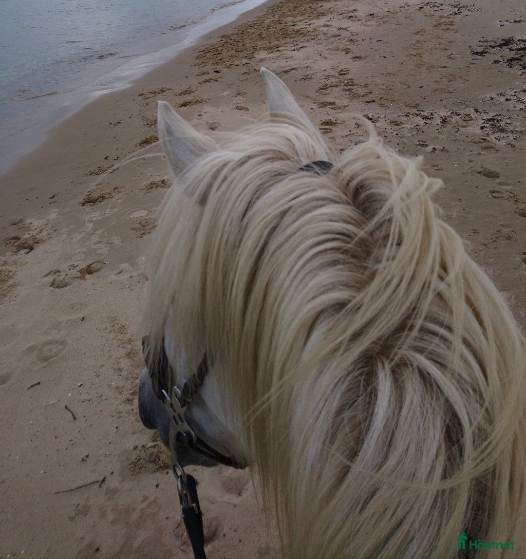 Allround hästar sökes: Söker häst i Stoby - Annons 1