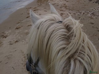 hästar Söker häst i Stoby - Annons 15