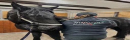  hästgårdar till salu: Stall sökes för mottagning och rehabverksamhet  - Annons 1