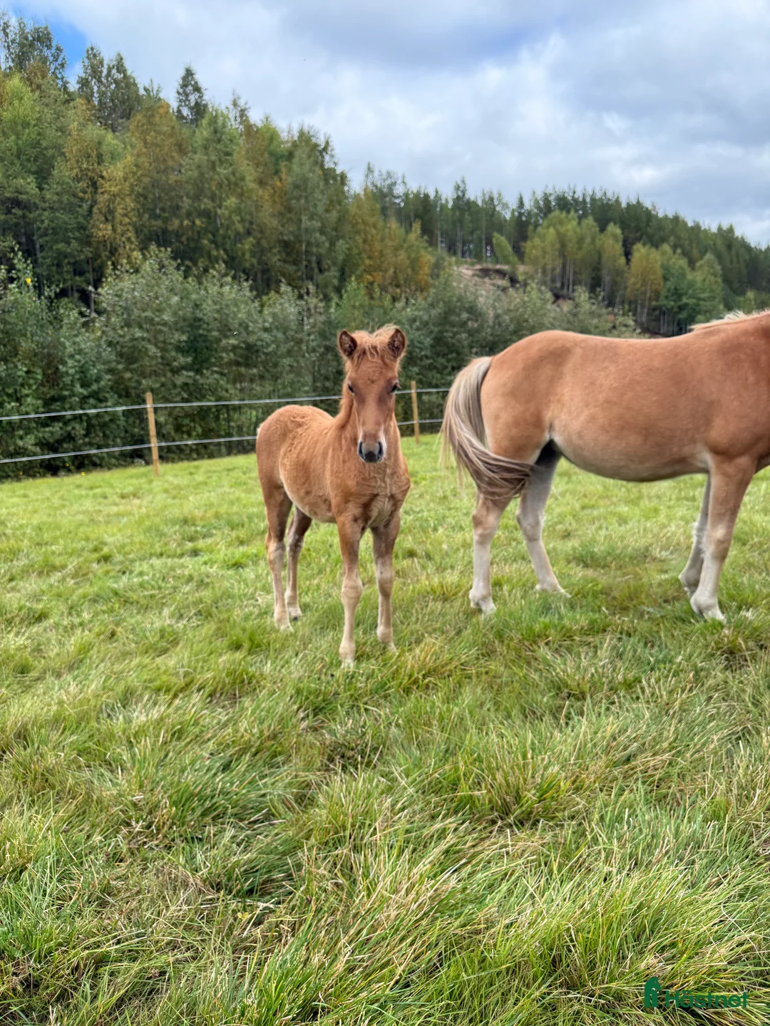 Island hästar till salu: Så flott och fina rörelser, hingst med super stam  i Ljusdal - Annons 4